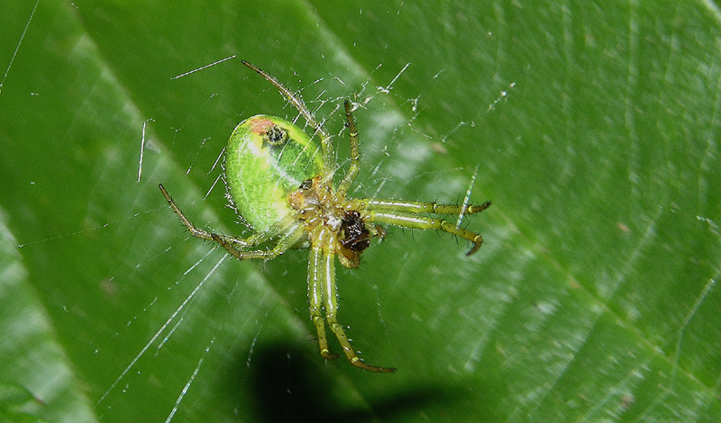 Micrommata m, Tegenaria m., Araniella m. e f.,  Zoropsis,
